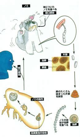 瓜実条虫の寿命：その影響、治療法、予防策