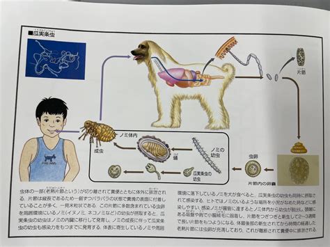 瓜実条虫ゴマのライフサイクル