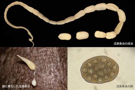 瓜実条虫症：予防と駆除の完全ガイド