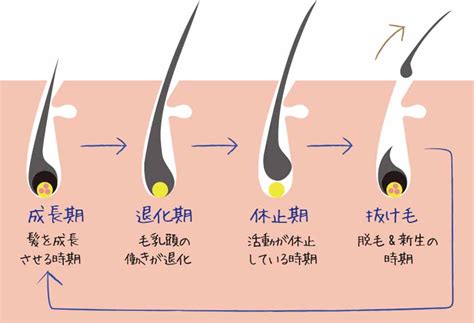 生え変わり毛のすべて：抜け毛の仕組み、対処法、おすすめケア方法