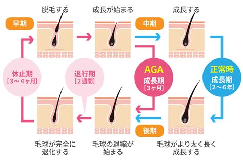 生え変わり毛の基礎知識