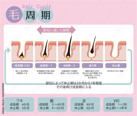 生え変わり毛の段階