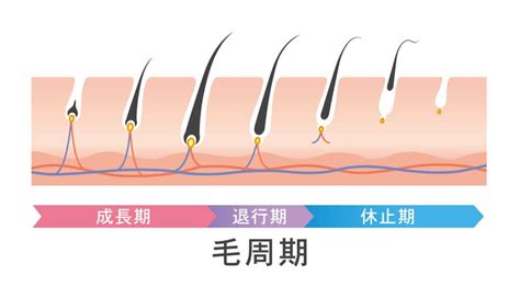 生え変わり毛：そのメカニズムと対策