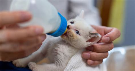 生まれたての子猫にミルクを与える：包括ガイド