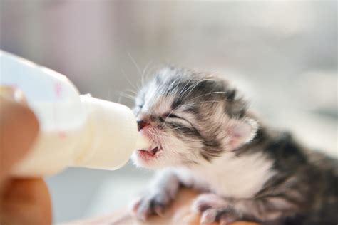 生まれたての子猫のミルク選びと与え方：健康的な成長のために