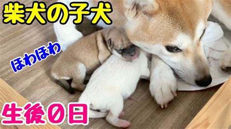 生まれたばかりの子犬のケア