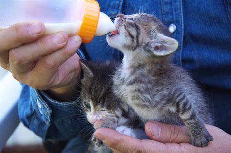 生まれたばかりの子猫にミルクを与える：究極ガイド