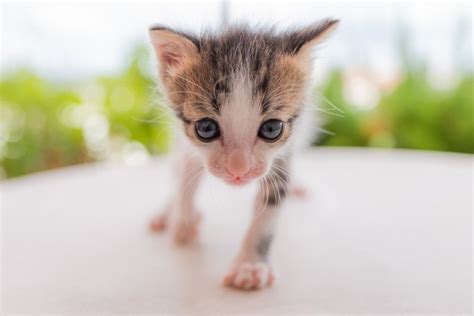 生後1週間の子猫の正しいお世話方法