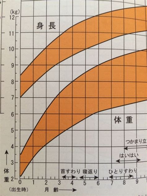 生後3ヶ月の猫の平均体重と発育チェックポイント