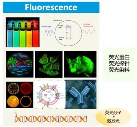 生物發光技術：