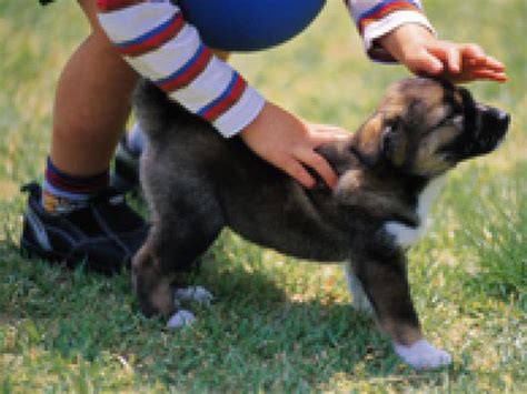 田富動物病院でペットの健康を守ろう！