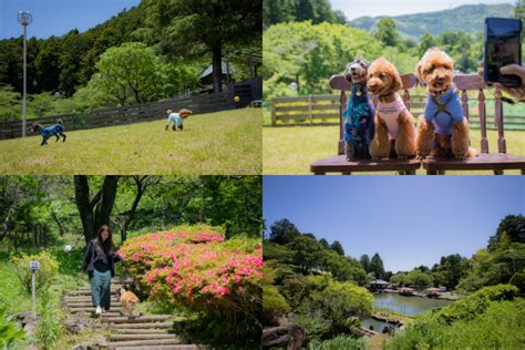 田川で犬と楽しく過ごせるドッグラン徹底ガイド