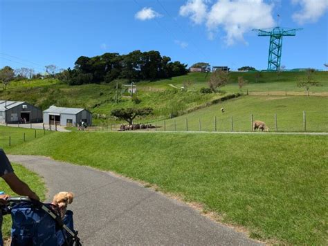 田川ドッグラン完全ガイド：犬の最高の遊び場を探索する