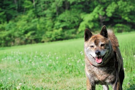 甲斐犬のしつけで失敗しないためのガイド