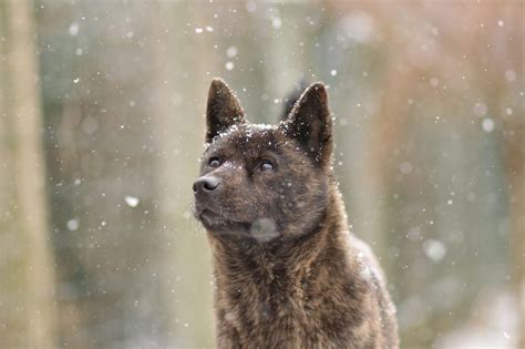 甲斐犬のしつけに失敗しないための完全ガイド