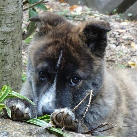 甲斐犬のしつけ失敗：原因と対策