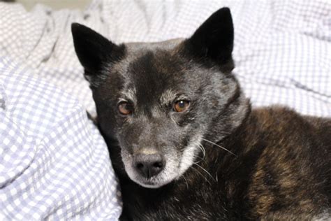 甲斐犬の室内飼いにゃんやこれ？