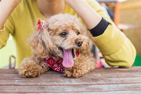 甲斐犬の寿命を最大限に延ばす方法