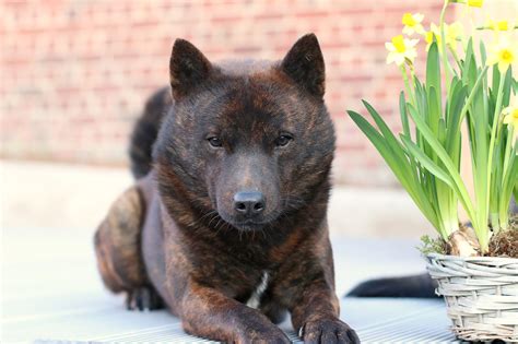 甲斐犬の寿命：飼い主が知っておくべき大切なこと