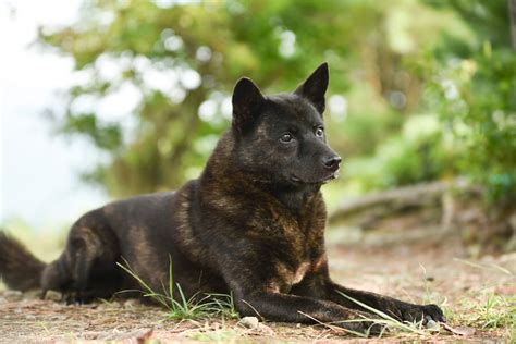 甲斐犬の特徴