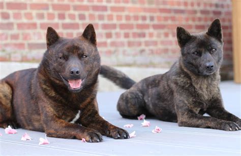 甲斐犬は危険犬種なのか？徹底解説