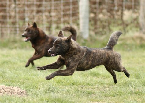 甲斐犬を室内飼いする際のポイント - 安全で快適な空間づくり