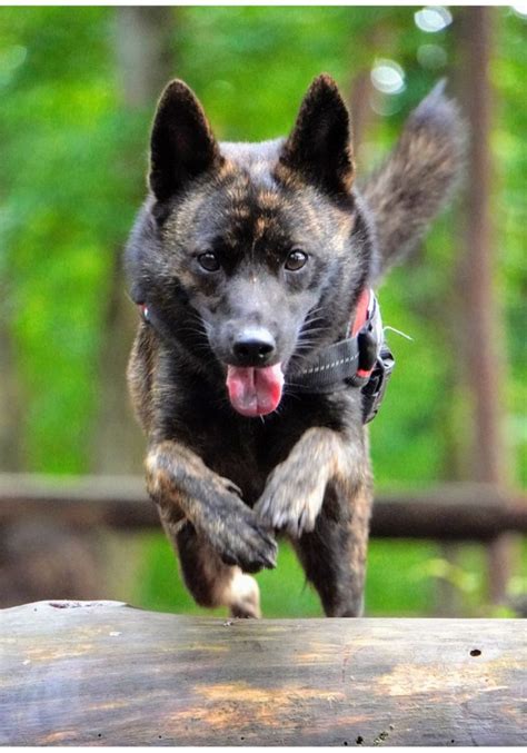 甲斐犬グッズで愛犬との生活をより楽しく豊かに