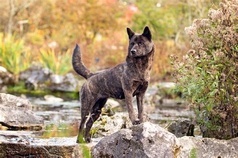 甲斐 犬 寿命