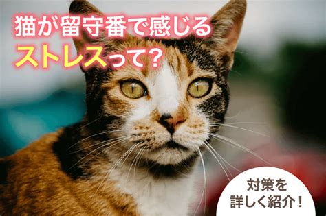 留守番猫がストレスを感じる原因