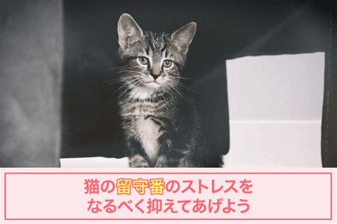 留守番猫が感じるストレス