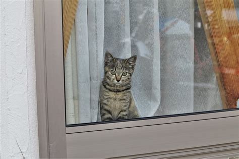 留守番猫の気持ちを知ろう！ストレスのないお留守番のためのコツ