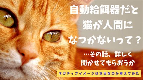 留守番猫への対策と対応ガイド