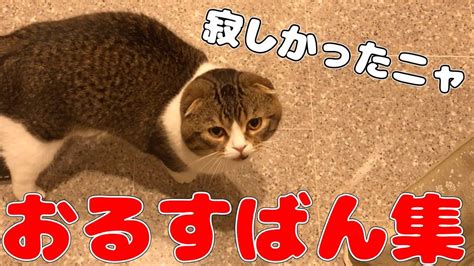 留守番 猫