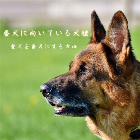 番犬に最適な犬種