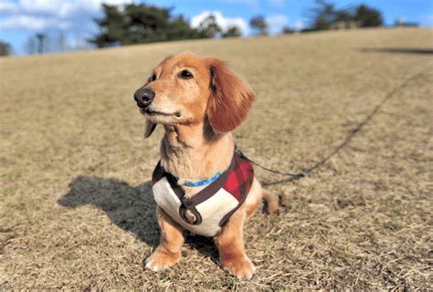 番犬に最適な犬種とは？