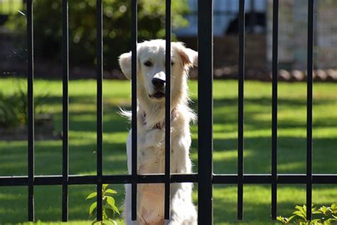 番犬に適した犬種とその特徴