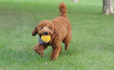 病気になりにくい小型犬とは？特徴とおすすめ品種