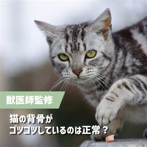 痩せすぎ猫のケアガイド: 健康と幸福を回復する