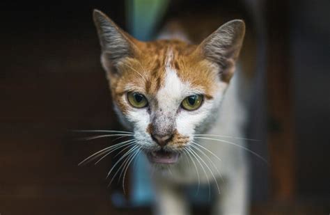 痩せた猫：見逃せない健康上の懸念