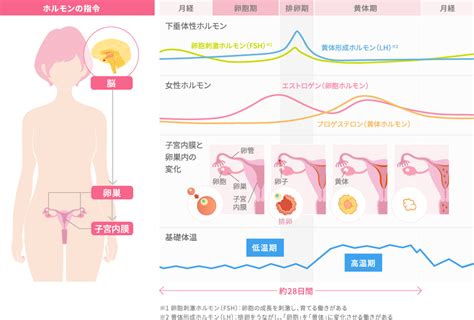 発情期〜女性ホルモンの変化と心身の不調〜