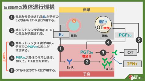 発情期のメカニズム