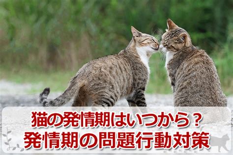 発情期の猫の対処法