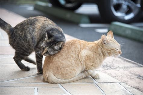 発情 期 猫