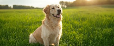 白いゴールデンの魅力と飼い方ガイド