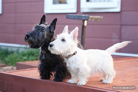 白いスコティッシュテリア: 特徴、飼育方法、白変症について