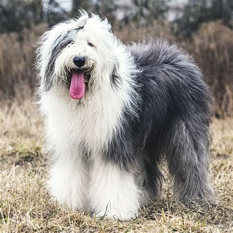 白とグレーの犬の特徴