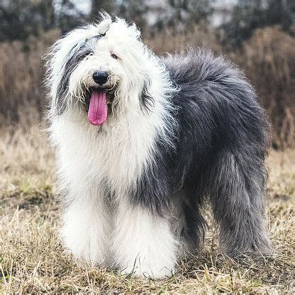 白とグレーの犬：究極のガイド