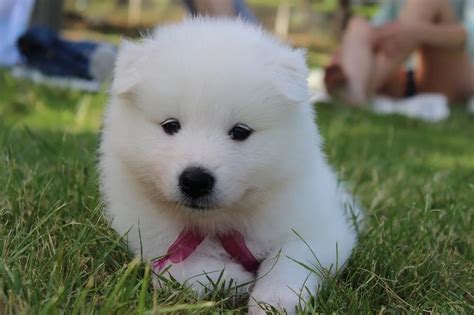 白とグレーの犬：魅力と飼育のポイント