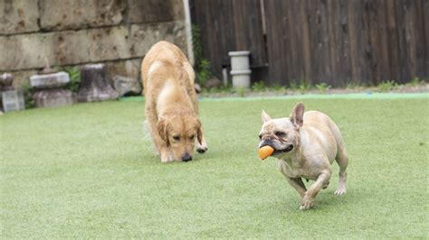 白浜で愛犬との素敵な時間を過ごしましょう！