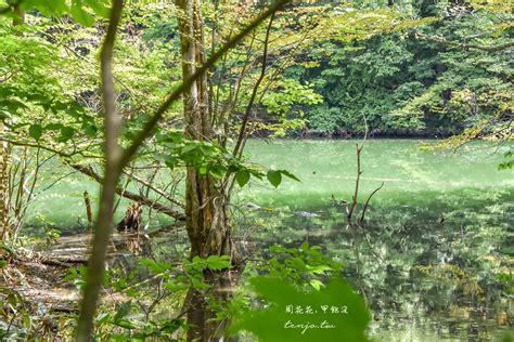 白神山地十二湖：日本秘境中的自然奇觀與靈性淨土